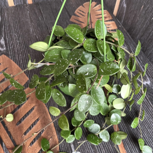 Hoya carnosa (Voskovka) ´MATHILDE´ - kont. C1L, výška 50-60 cm - závesný kvetináč